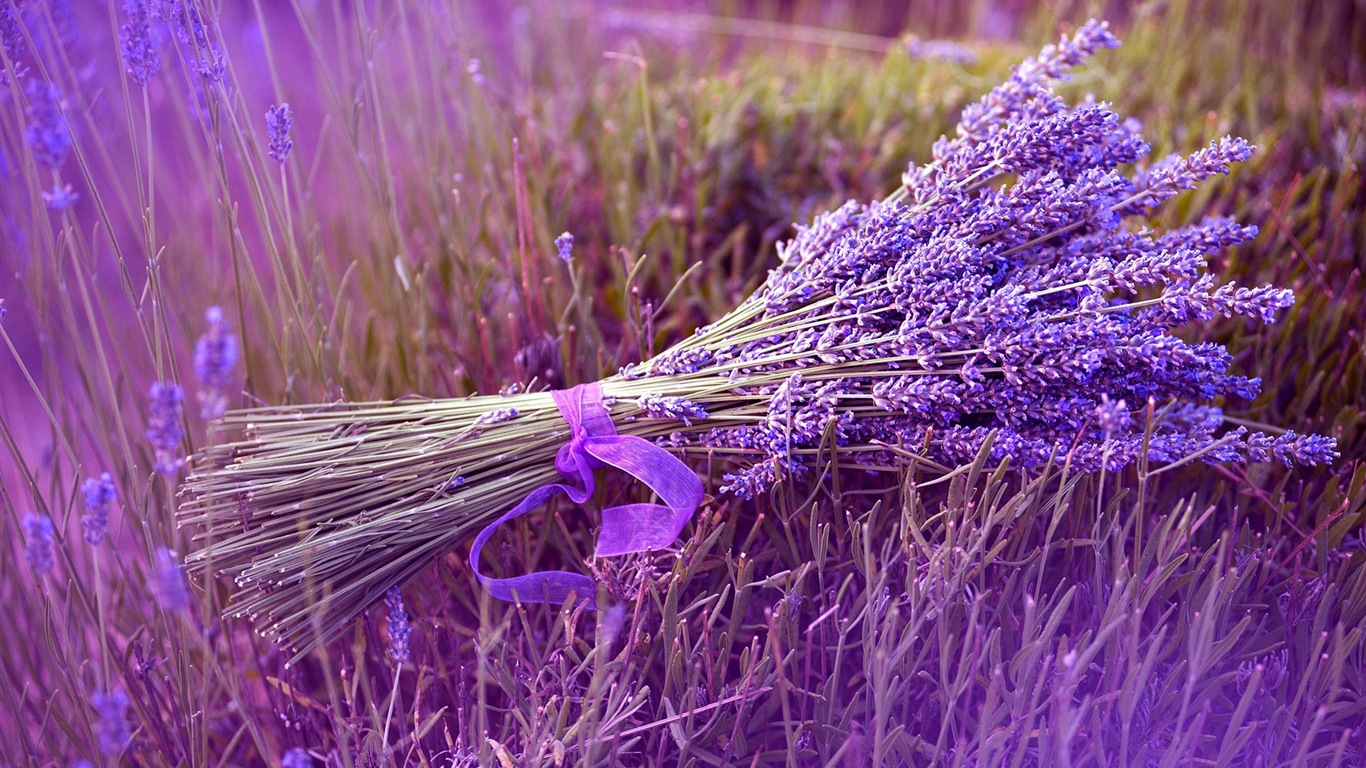 Fleurs de printemps fleurissent fonds d'écran HD #12 - 1366x768