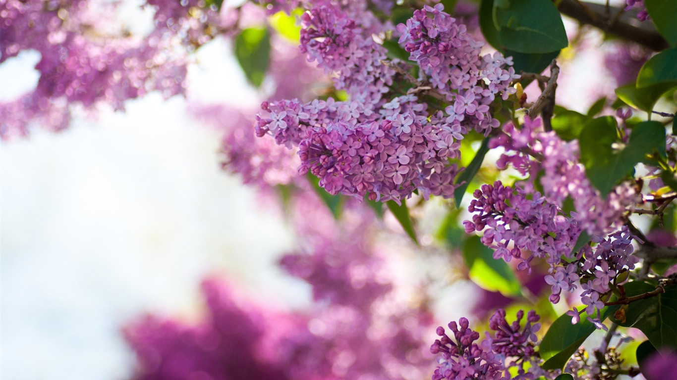 Fleurs de printemps fleurissent fonds d'écran HD #13 - 1366x768