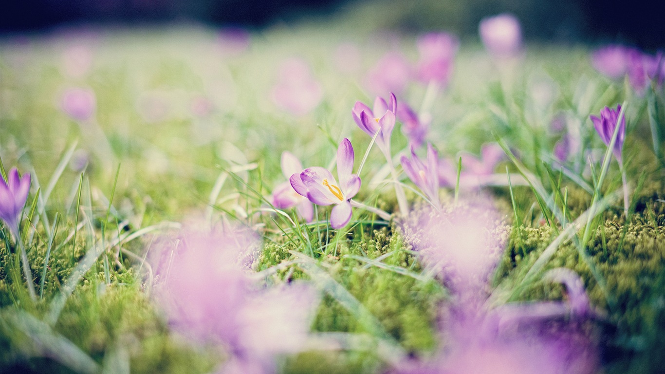 Fleurs de printemps fleurissent fonds d'écran HD #14 - 1366x768