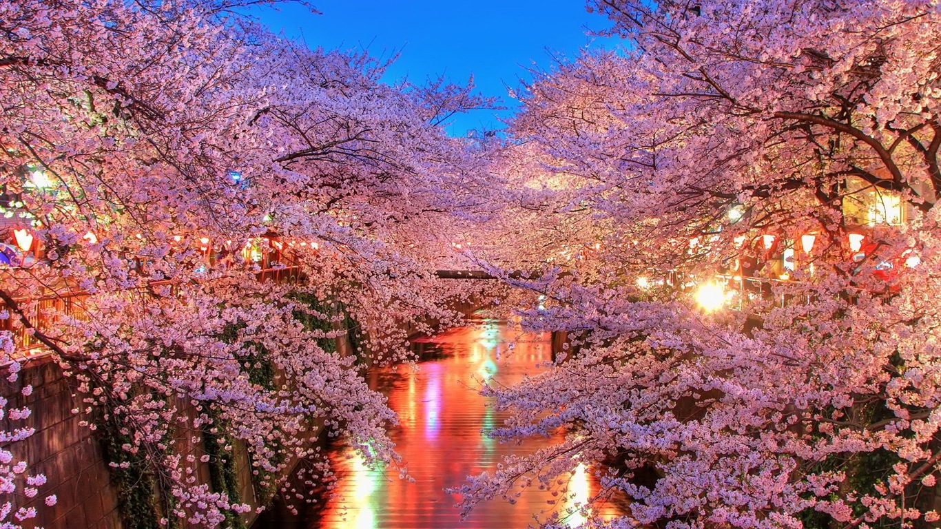 春天百花盛開 高清壁紙 #15 - 1366x768