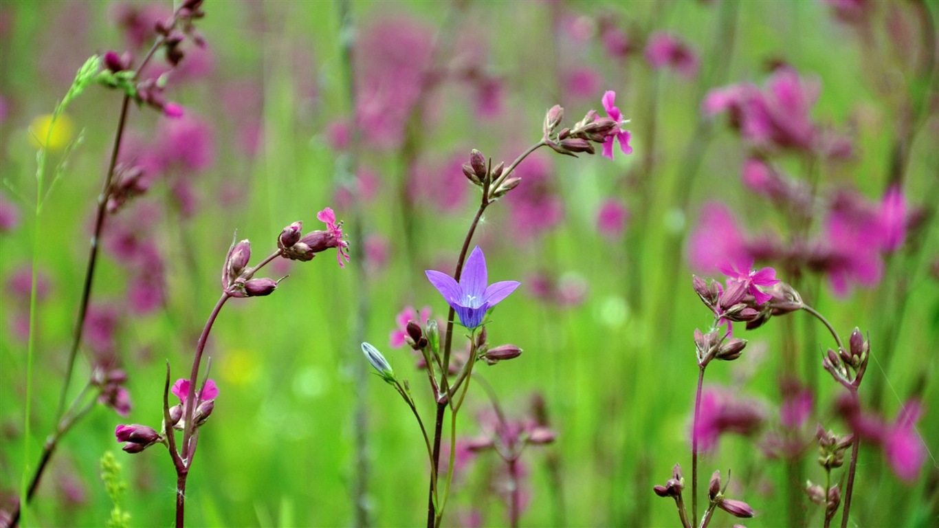 Frühlingsblumen blühen HD Wallpaper #16 - 1366x768