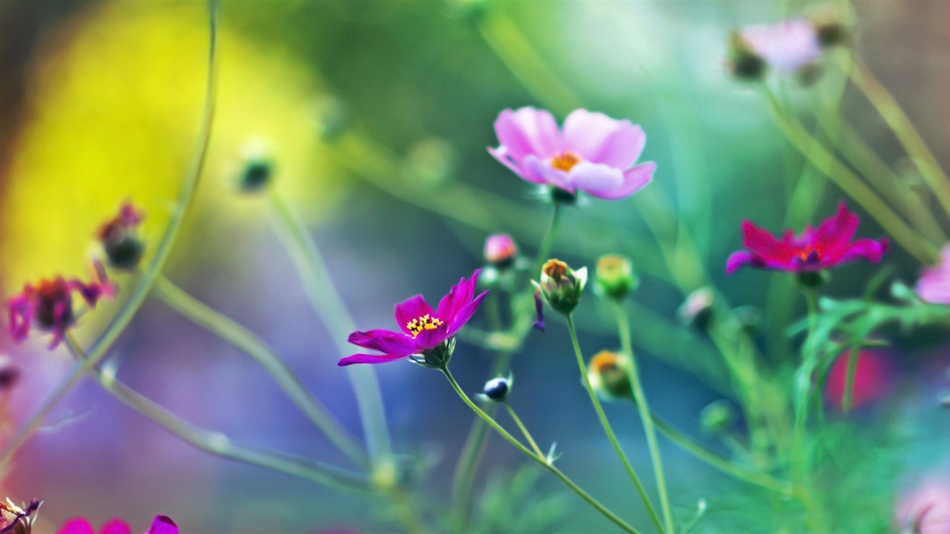 Spring flowers bloom HD Wallpapers #17 - 1366x768