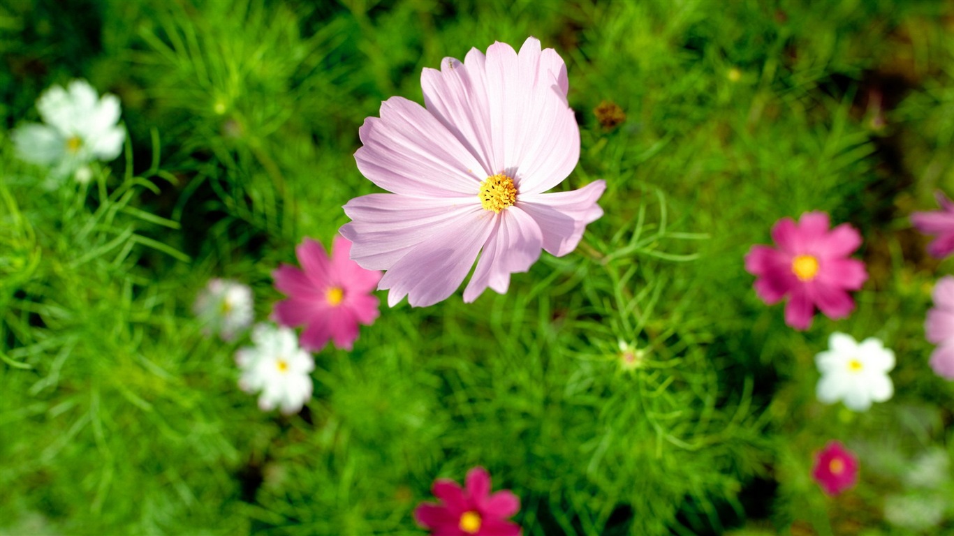 Fleurs de printemps fleurissent fonds d'écran HD #18 - 1366x768