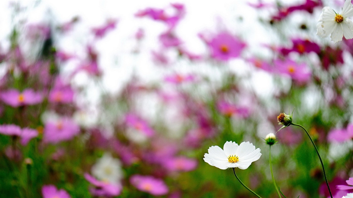 Fleurs de printemps fleurissent fonds d'écran HD #19 - 1366x768