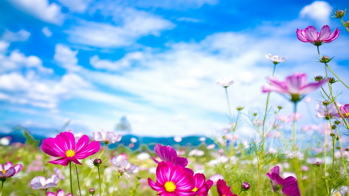 Fleurs de printemps fleurissent fonds d'écran HD #20 - 1366x768