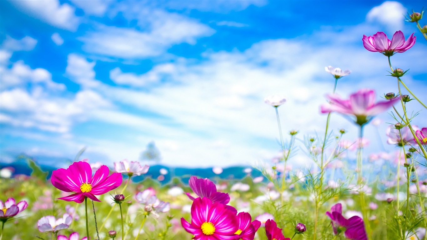 Spring flowers bloom HD Wallpapers #20 - 1366x768