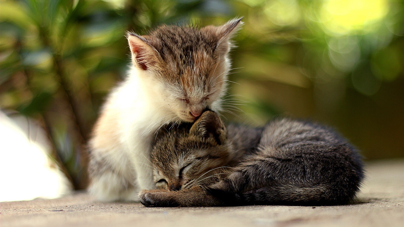 Divertidas de los animales, de Windows 8 fondos de pantalla de alta definición #1 - 1366x768