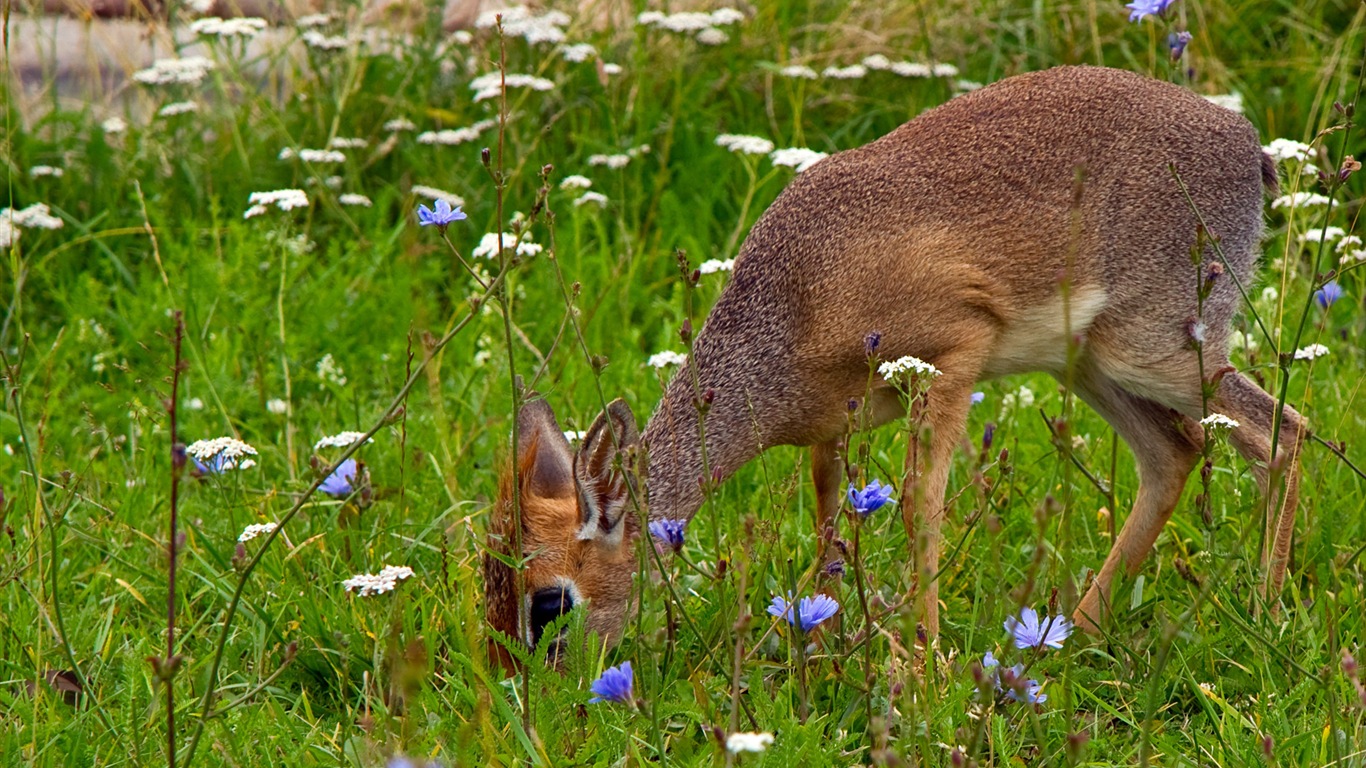 動物情趣，Windows 8 高清壁紙 #2 - 1366x768