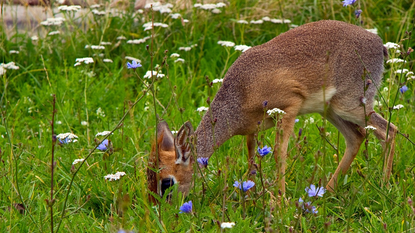 动物情趣，Windows 8 高清壁纸2 - 1366x768