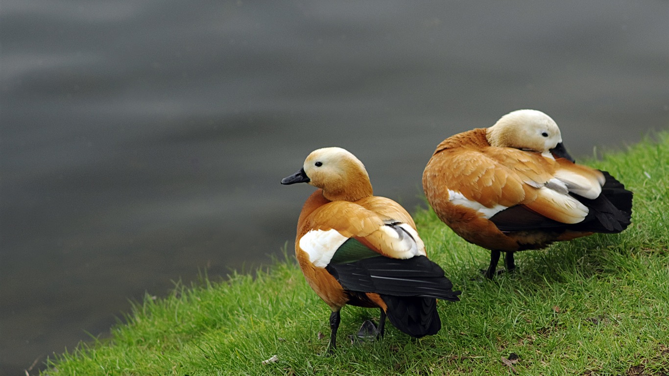 Divertidas de los animales, de Windows 8 fondos de pantalla de alta definición #3 - 1366x768