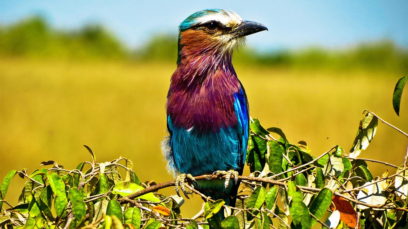 Divertidas de los animales, de Windows 8 fondos de pantalla de alta definición #4 - 1366x768