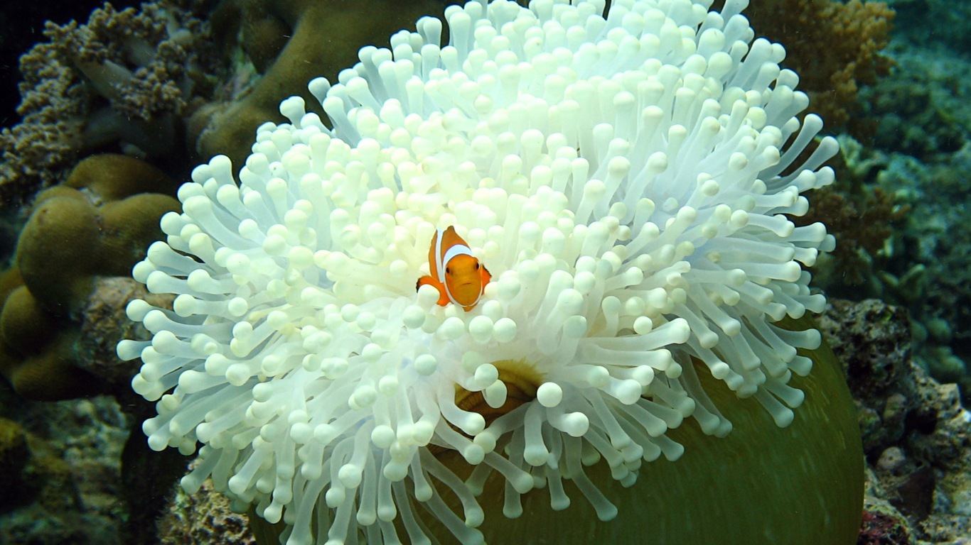 Divertidas de los animales, de Windows 8 fondos de pantalla de alta definición #5 - 1366x768