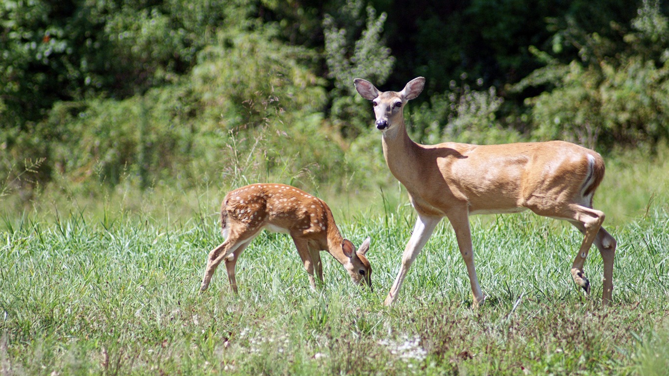 Divertidas de los animales, de Windows 8 fondos de pantalla de alta definición #6 - 1366x768