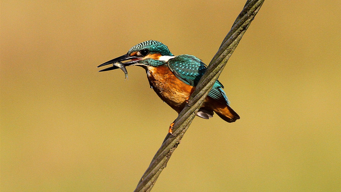 Divertidas de los animales, de Windows 8 fondos de pantalla de alta definición #10 - 1366x768