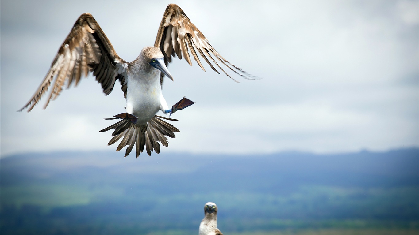 Divertidas de los animales, de Windows 8 fondos de pantalla de alta definición #11 - 1366x768