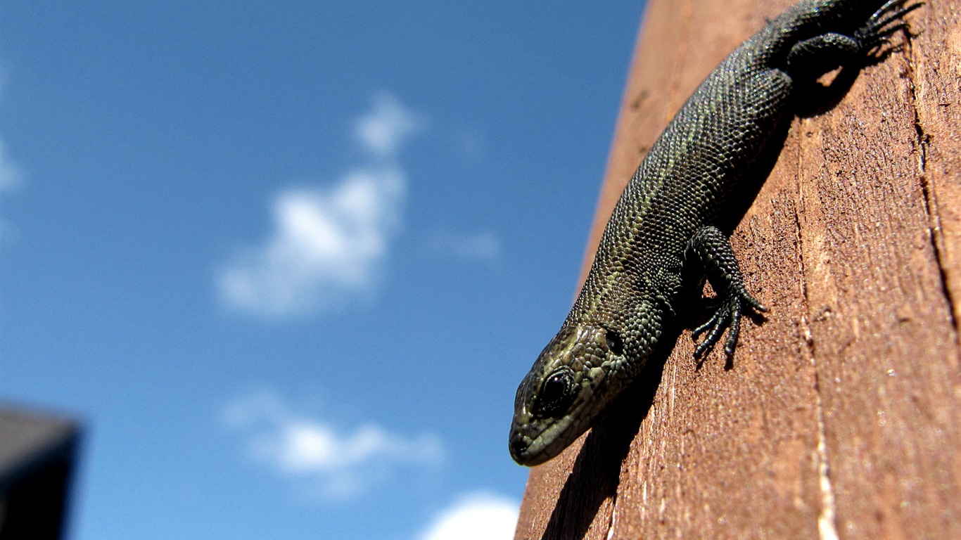 Divertidas de los animales, de Windows 8 fondos de pantalla de alta definición #12 - 1366x768