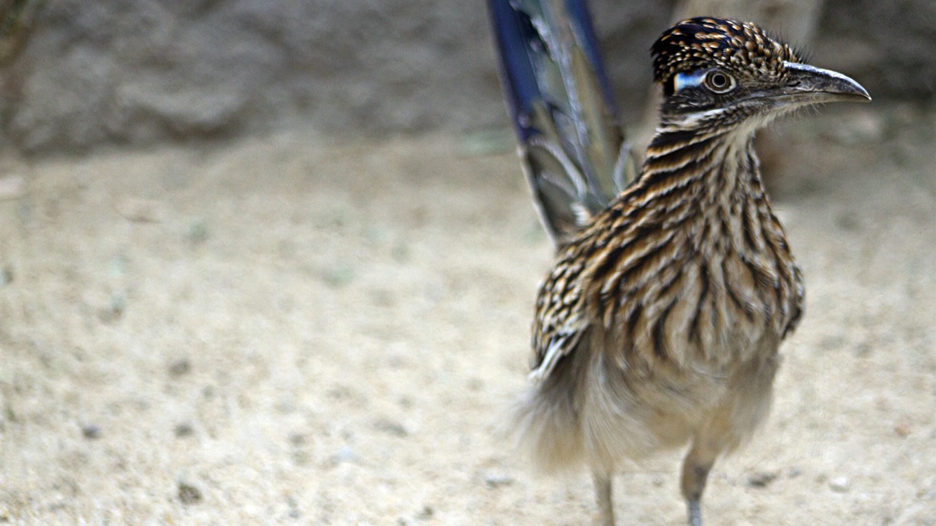 Divertidas de los animales, de Windows 8 fondos de pantalla de alta definición #14 - 1366x768