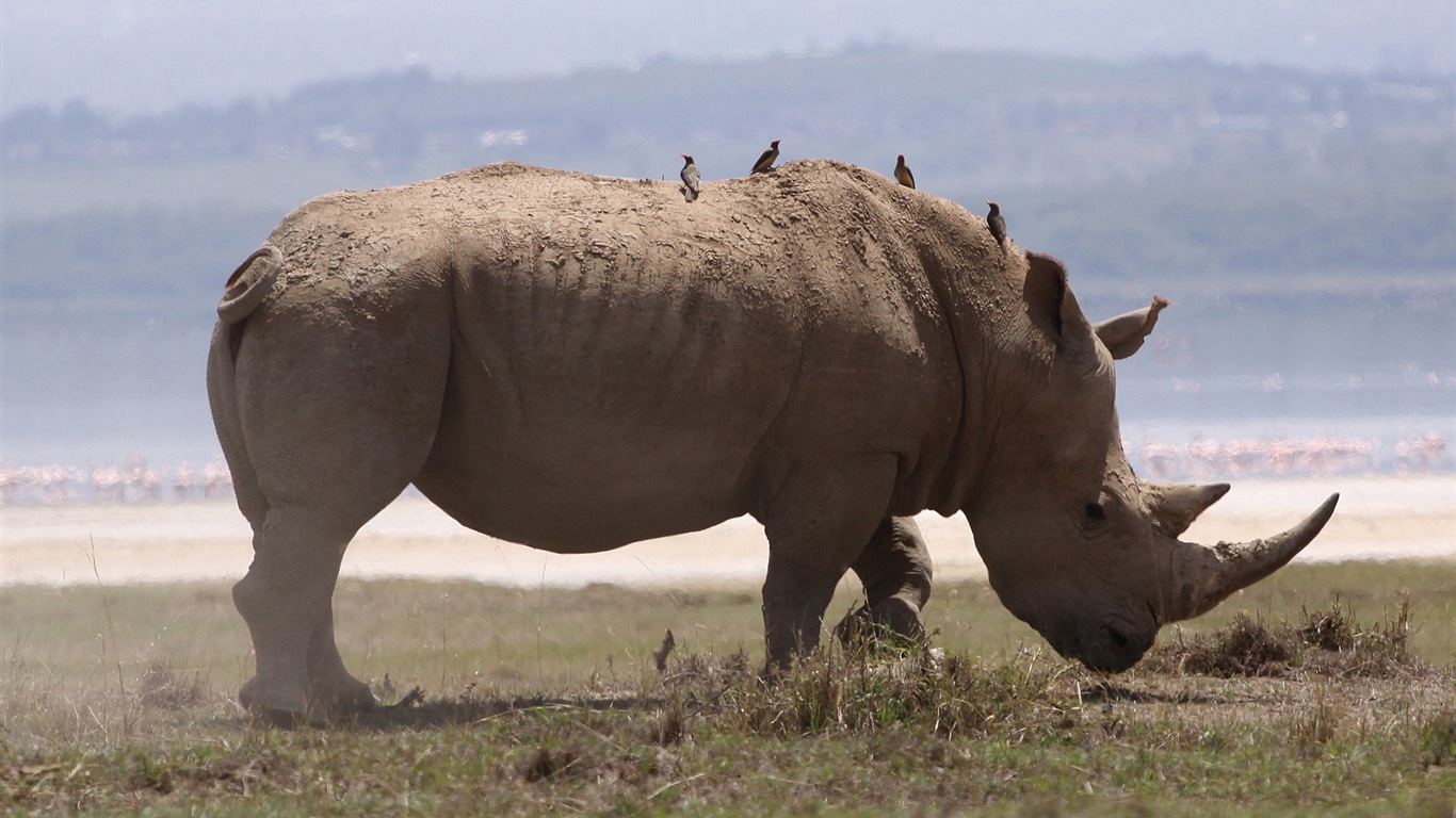 Divertidas de los animales, de Windows 8 fondos de pantalla de alta definición #16 - 1366x768