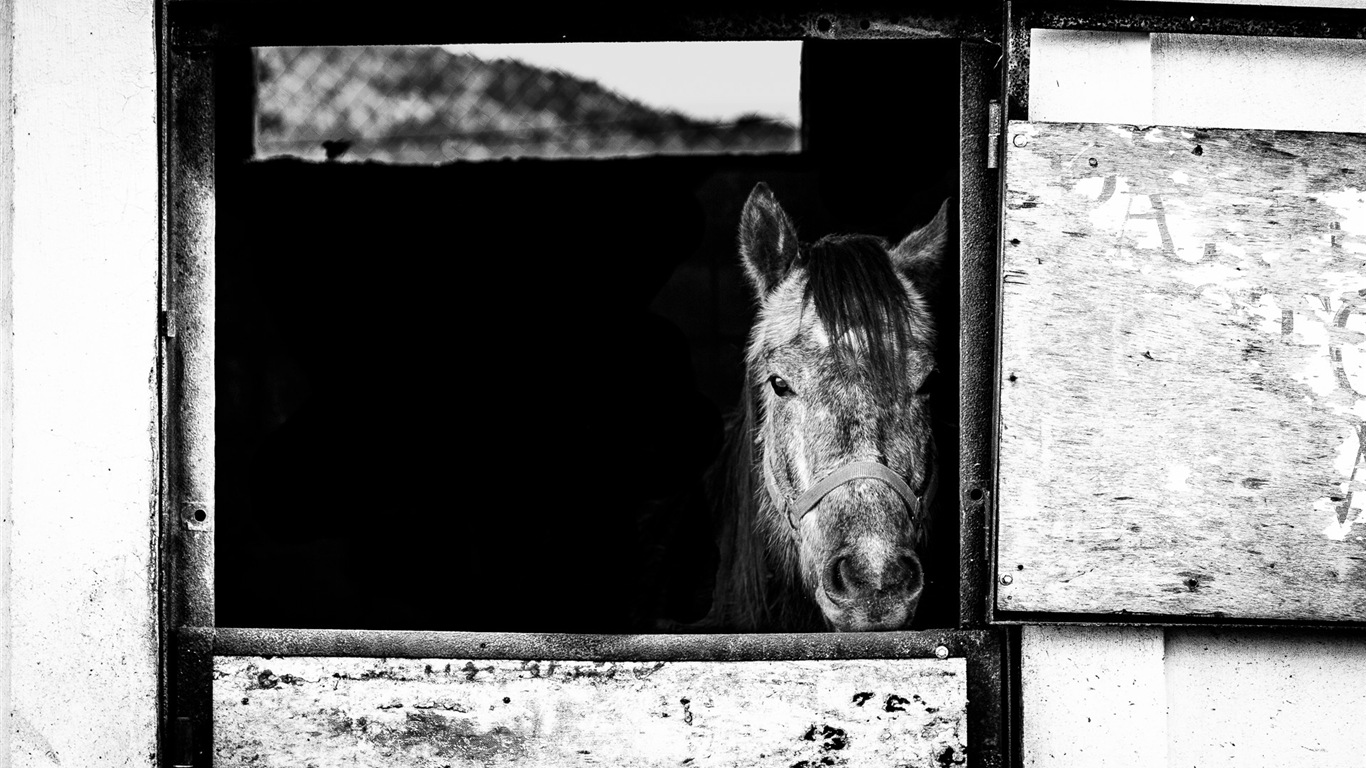 Fun animaux, Windows 8 fonds d'écran HD #19 - 1366x768