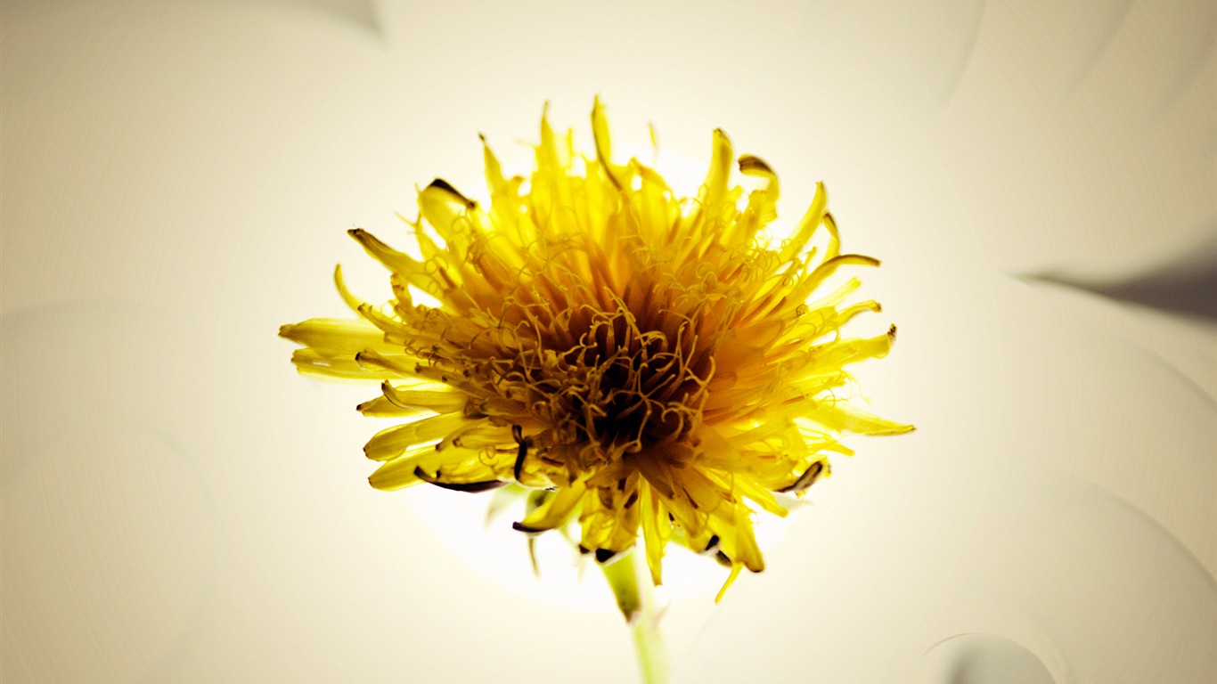 Umělecké fotografie, Windows 8 HD tapety na plochu #8 - 1366x768
