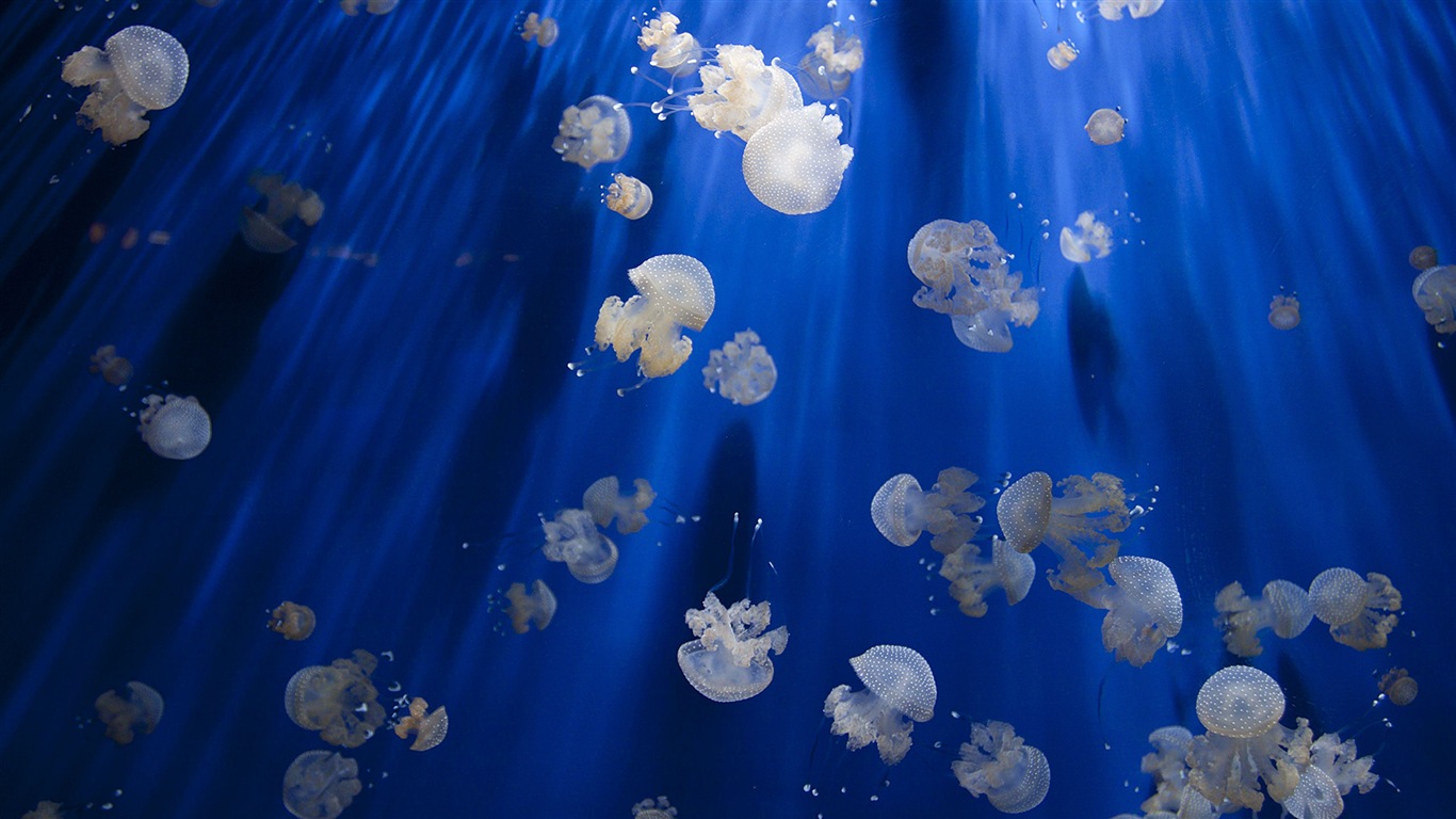 Windows 10 預覽版高清壁紙 #20 - 1366x768