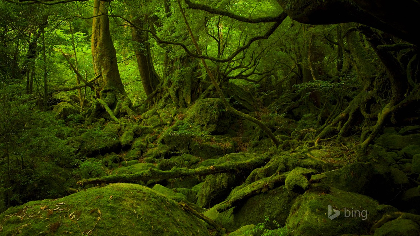 2015年3月 Bing必應高清壁紙 #16 - 1366x768