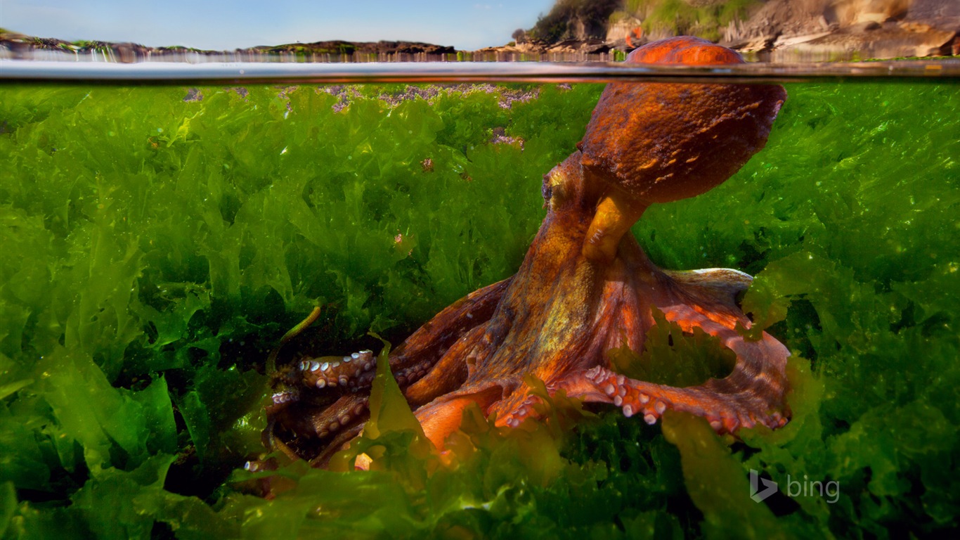 2015年3月 Bing必應高清壁紙 #4 - 1366x768