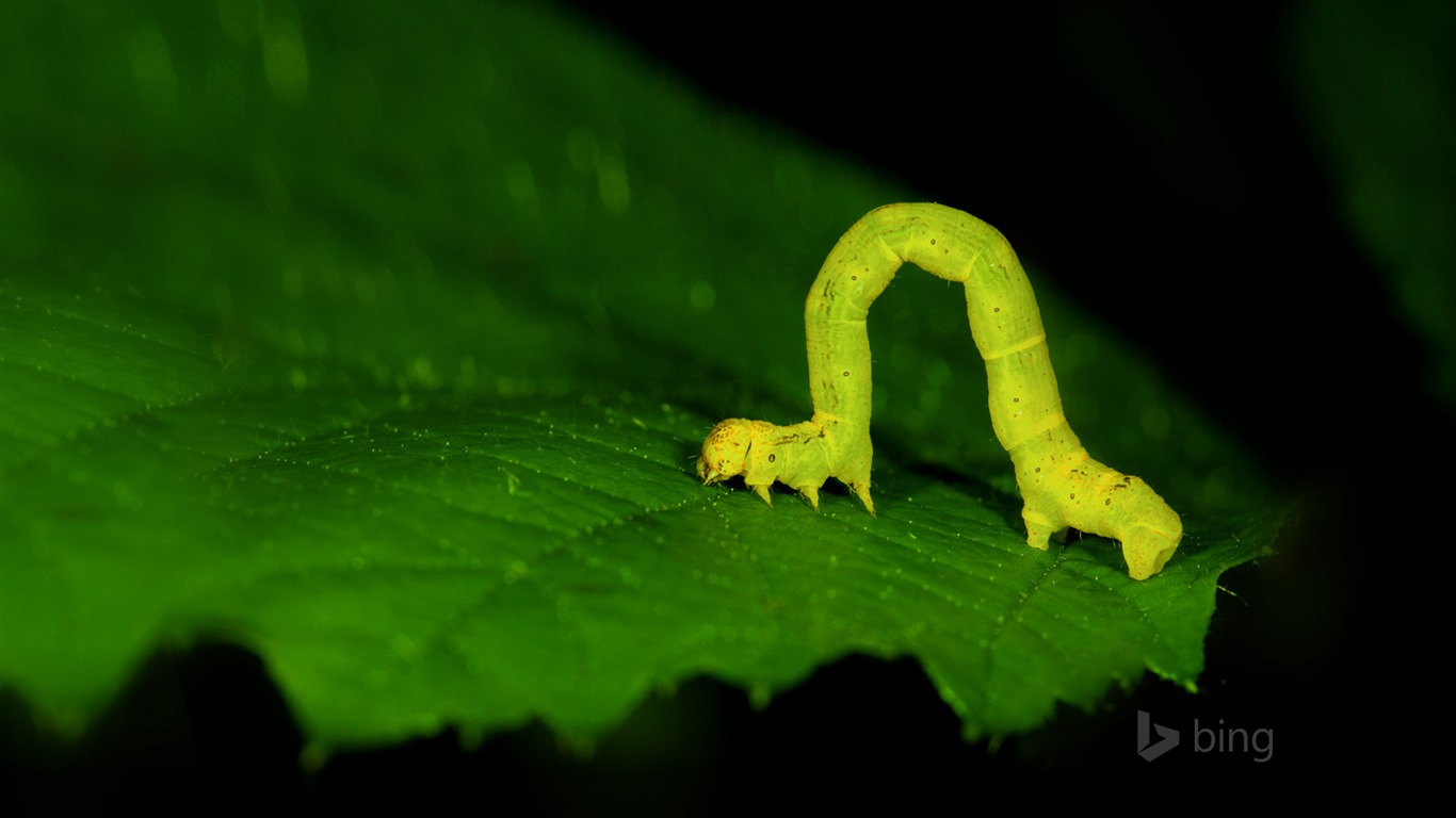 2015年4月 Bing必應高清壁紙 #5 - 1366x768