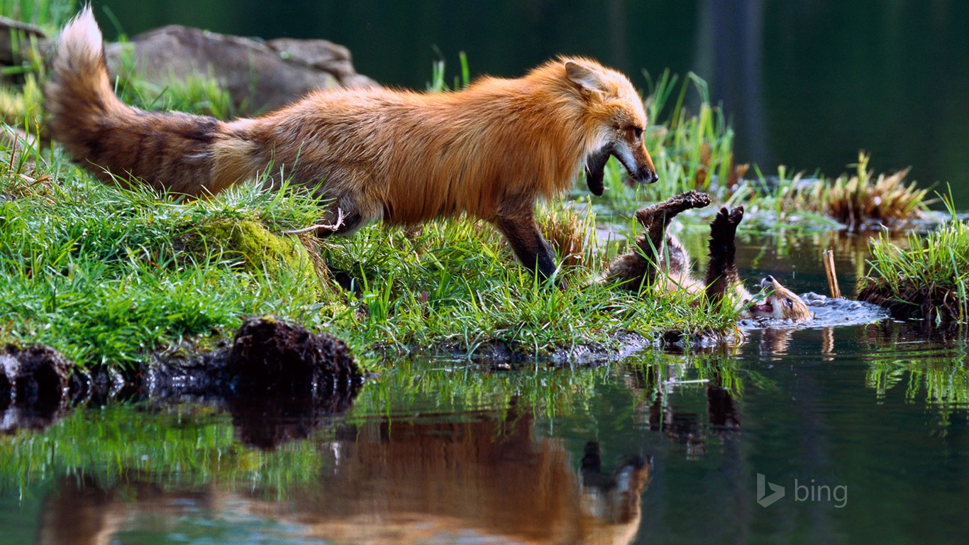 Abril de 2015 fondos de pantalla HD Bing #9 - 1366x768