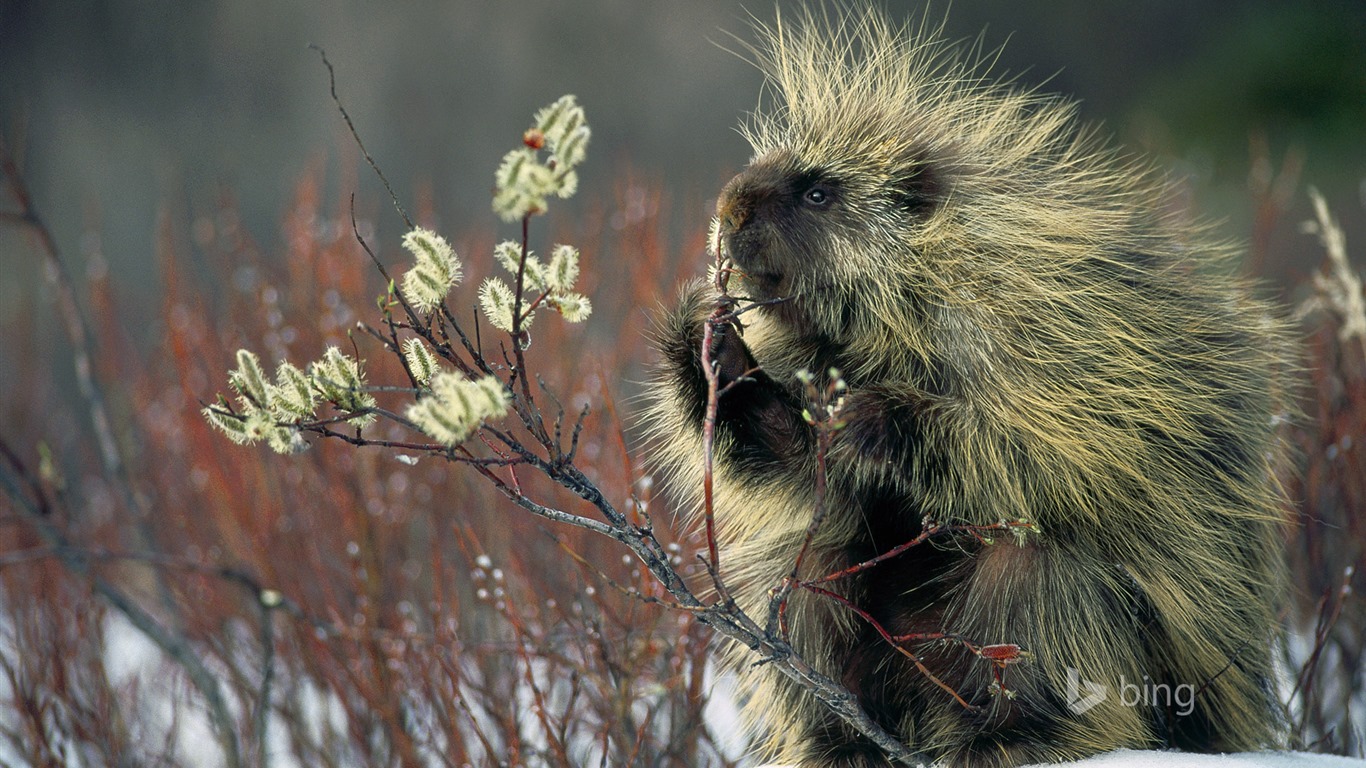 Abril de 2015 fondos de pantalla HD Bing #10 - 1366x768