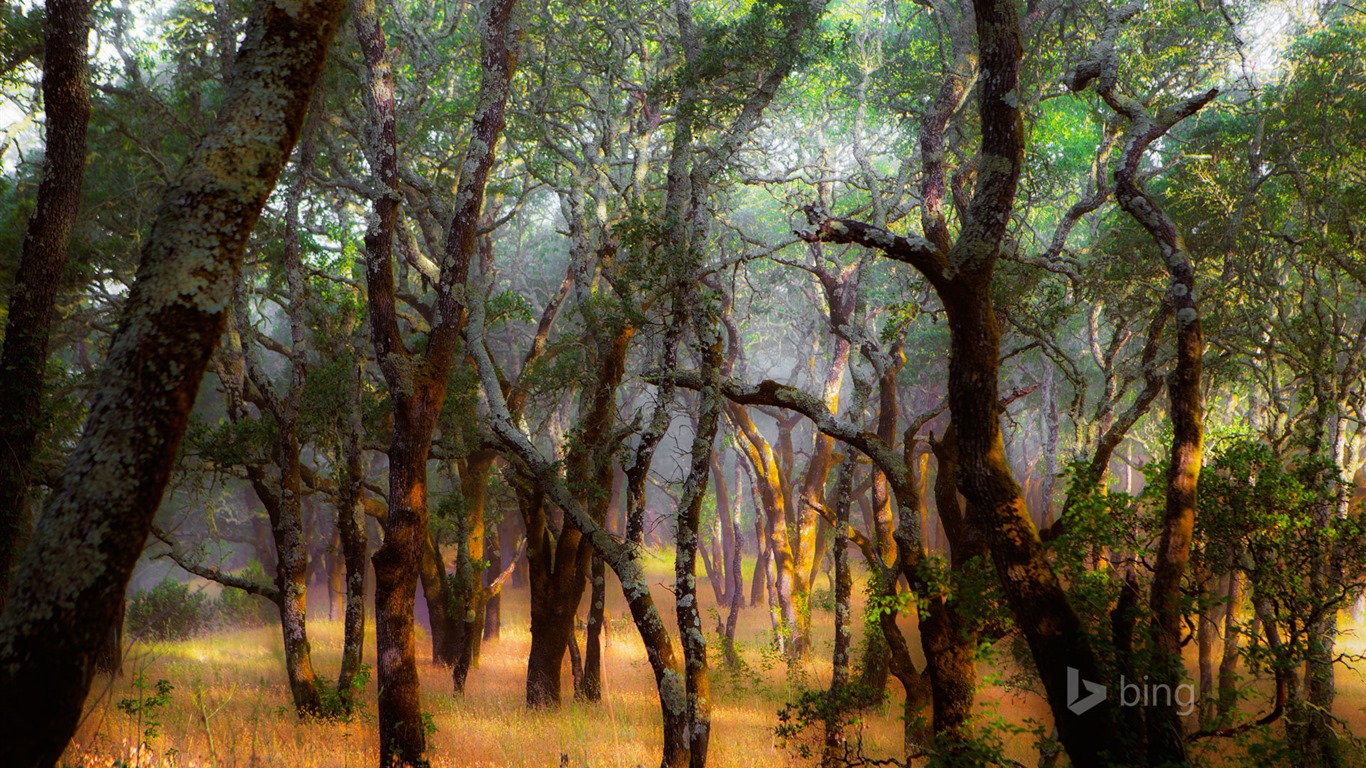 Abril de 2015 fondos de pantalla HD Bing #18 - 1366x768