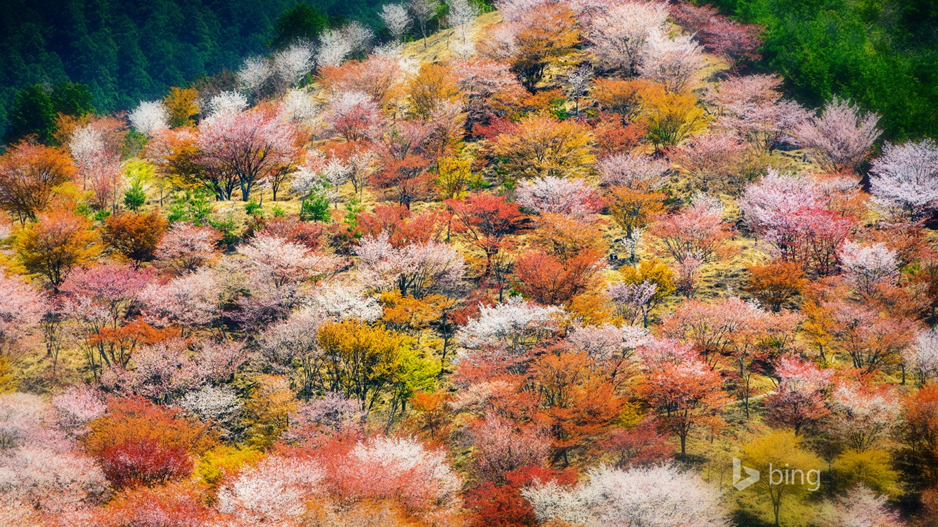 Avril 2015 fonds d'écran HD Bing #21 - 1366x768