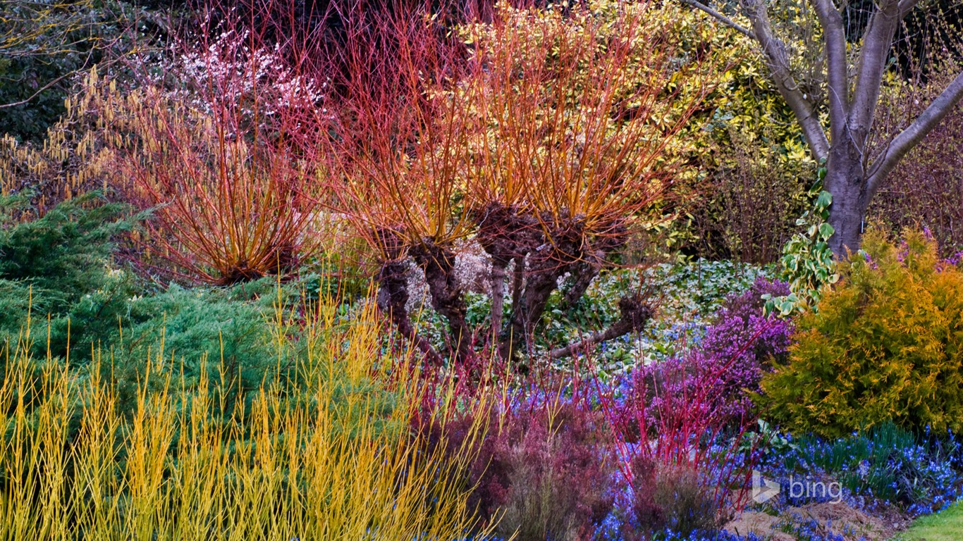 Mai 2015 fonds d'écran HD Bing #21 - 1366x768