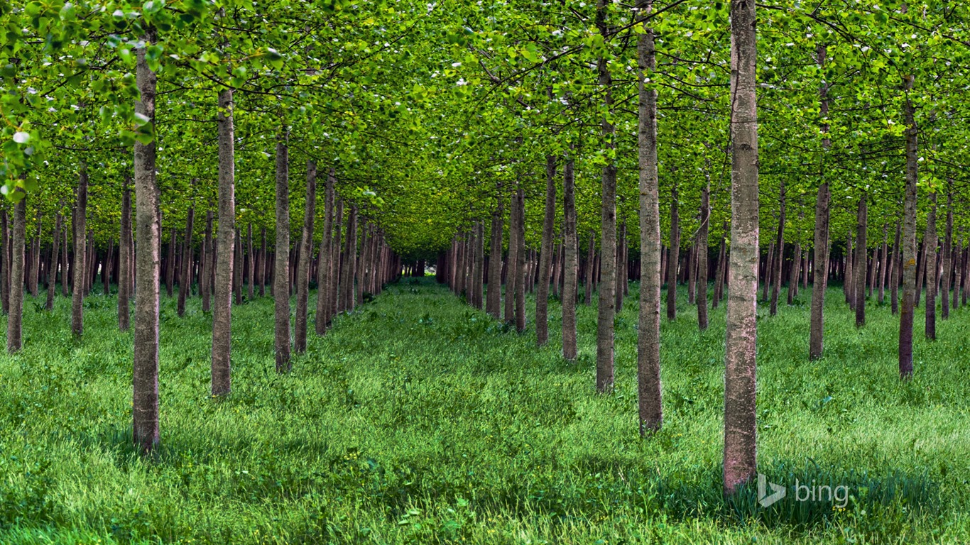 Mai 2015 fonds d'écran HD Bing #28 - 1366x768