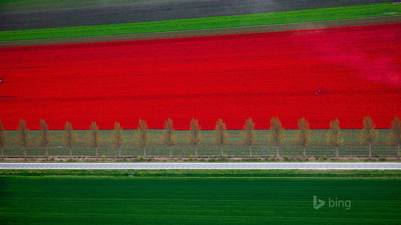 Mai 2015 fonds d'écran HD Bing #30 - 1366x768