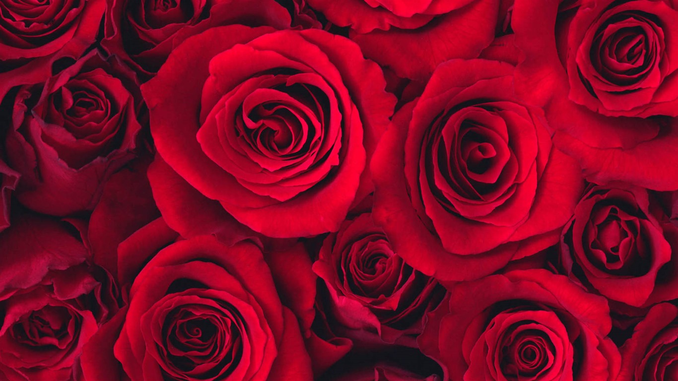 美麗的鮮花與露水 高清壁紙 #5 - 1366x768