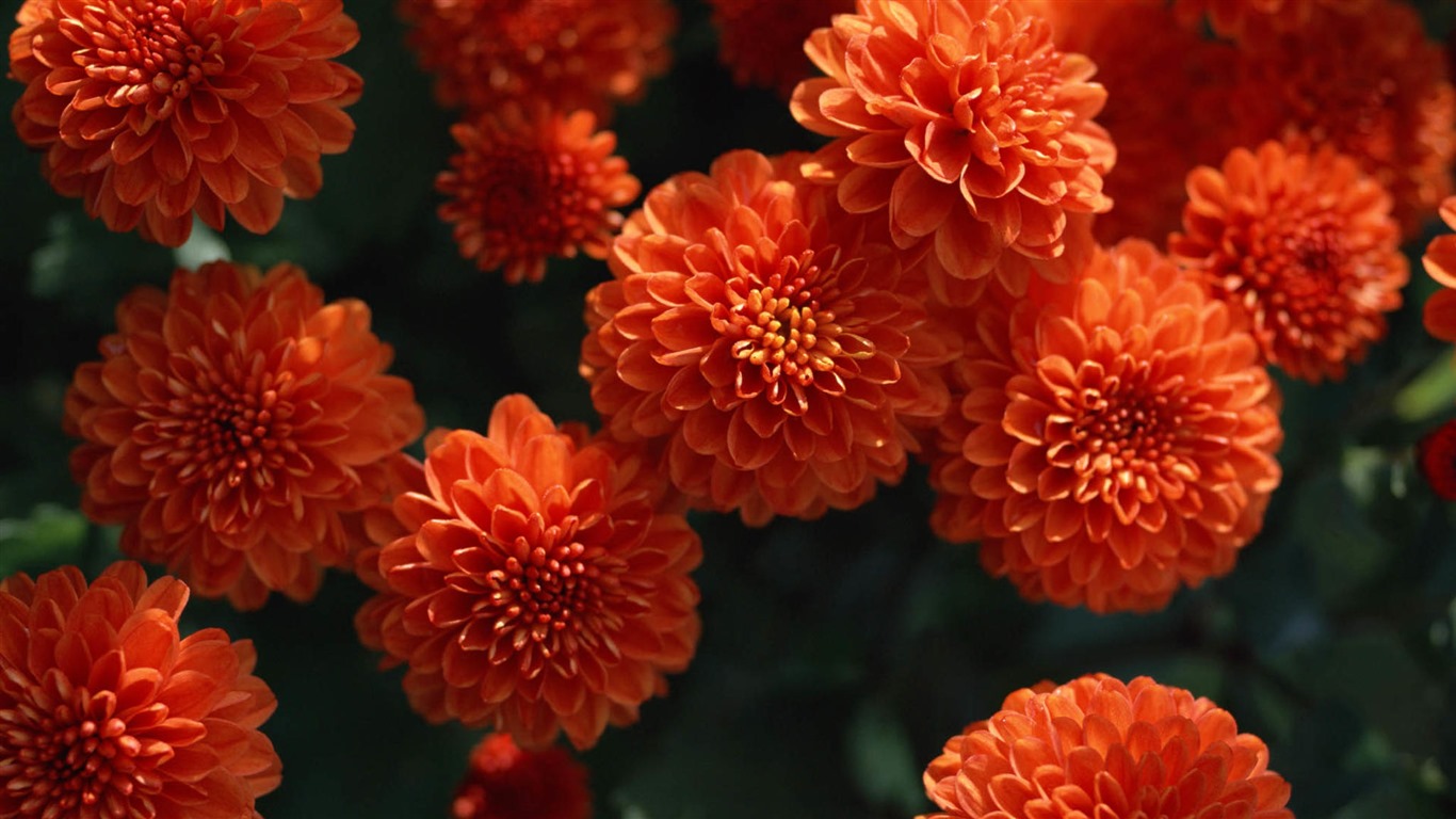 美麗的鮮花與露水 高清壁紙 #7 - 1366x768