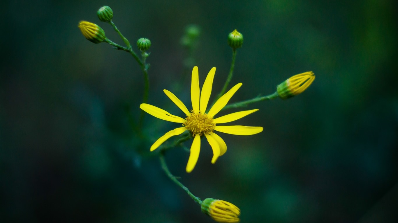 Krásné květy s rosy tapet HD #12 - 1366x768