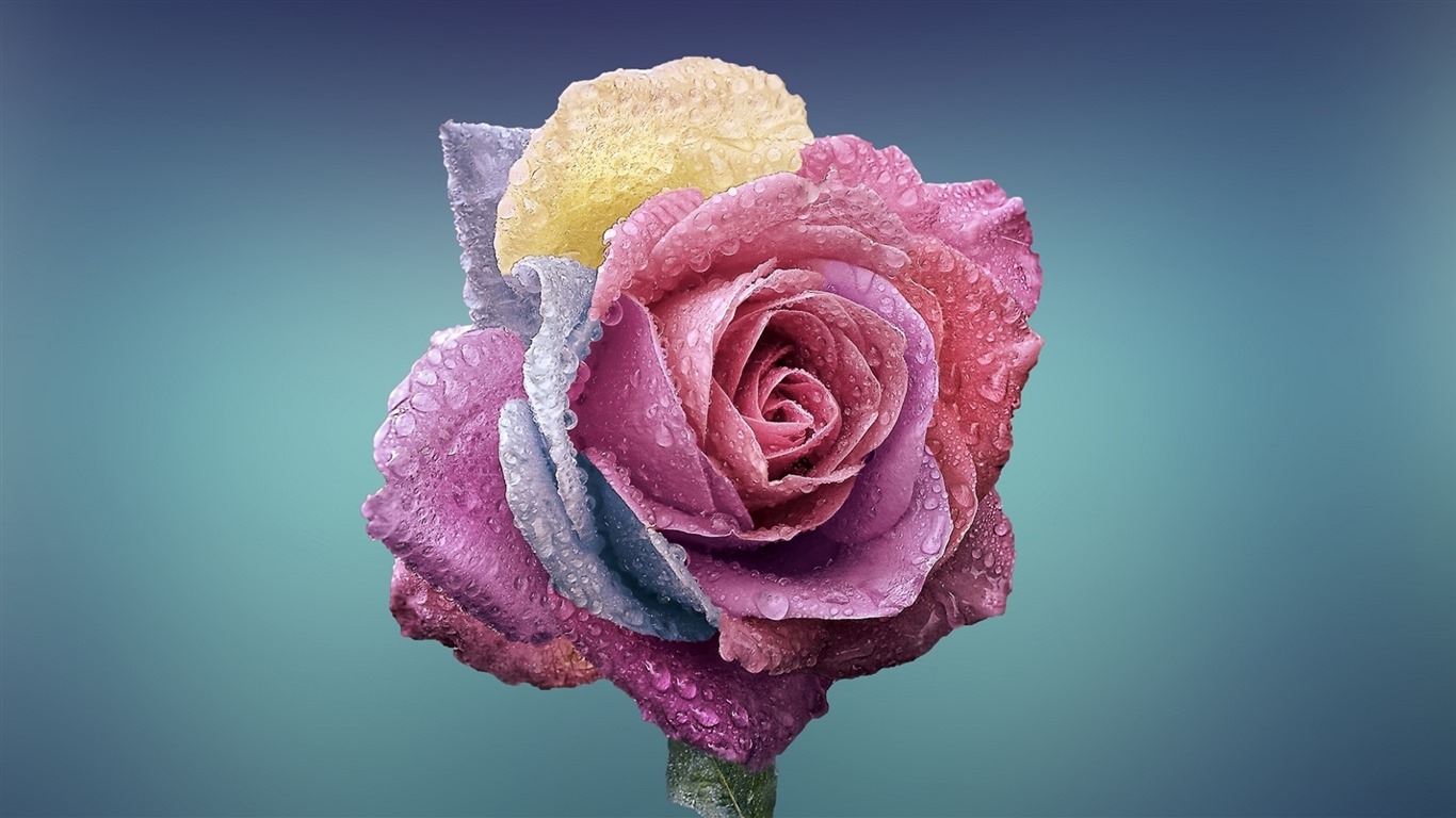 美麗的鮮花與露水 高清壁紙 #13 - 1366x768
