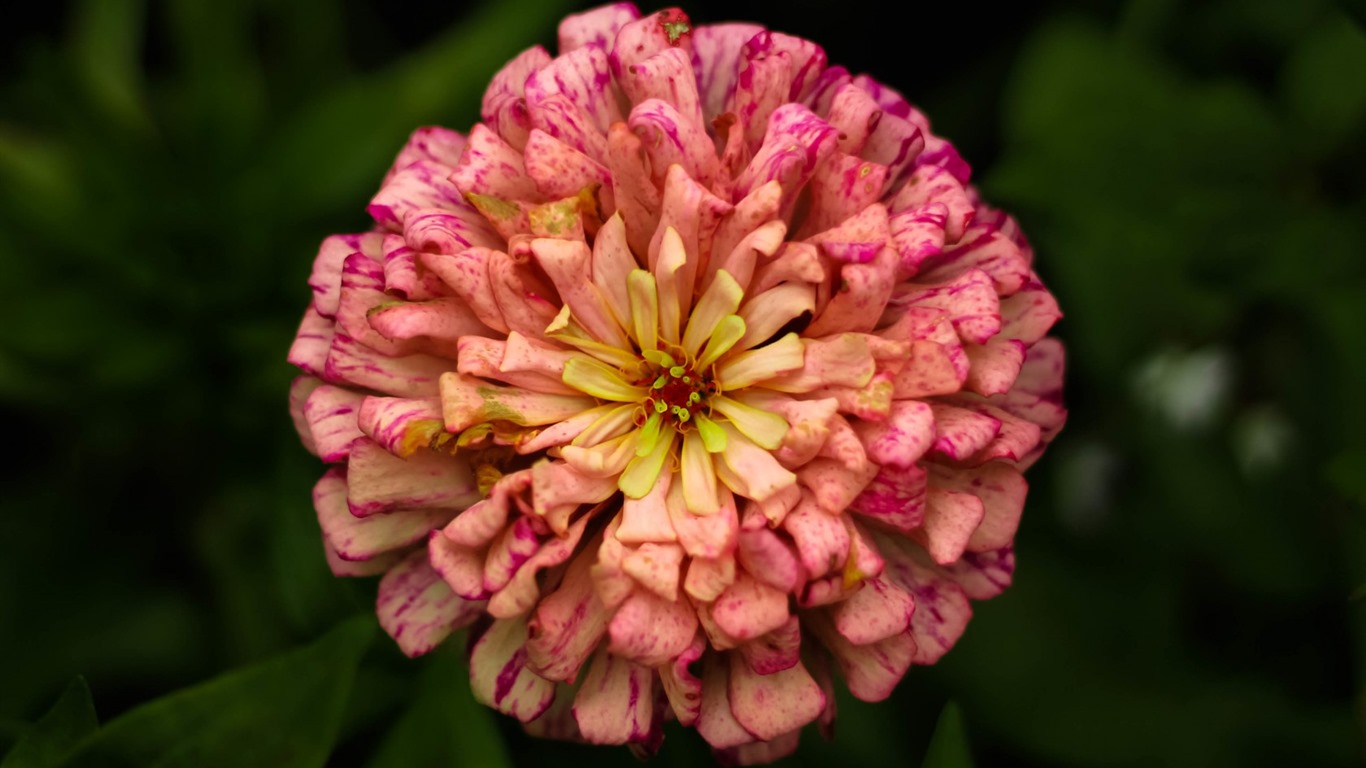 Krásné květy s rosy tapet HD #14 - 1366x768