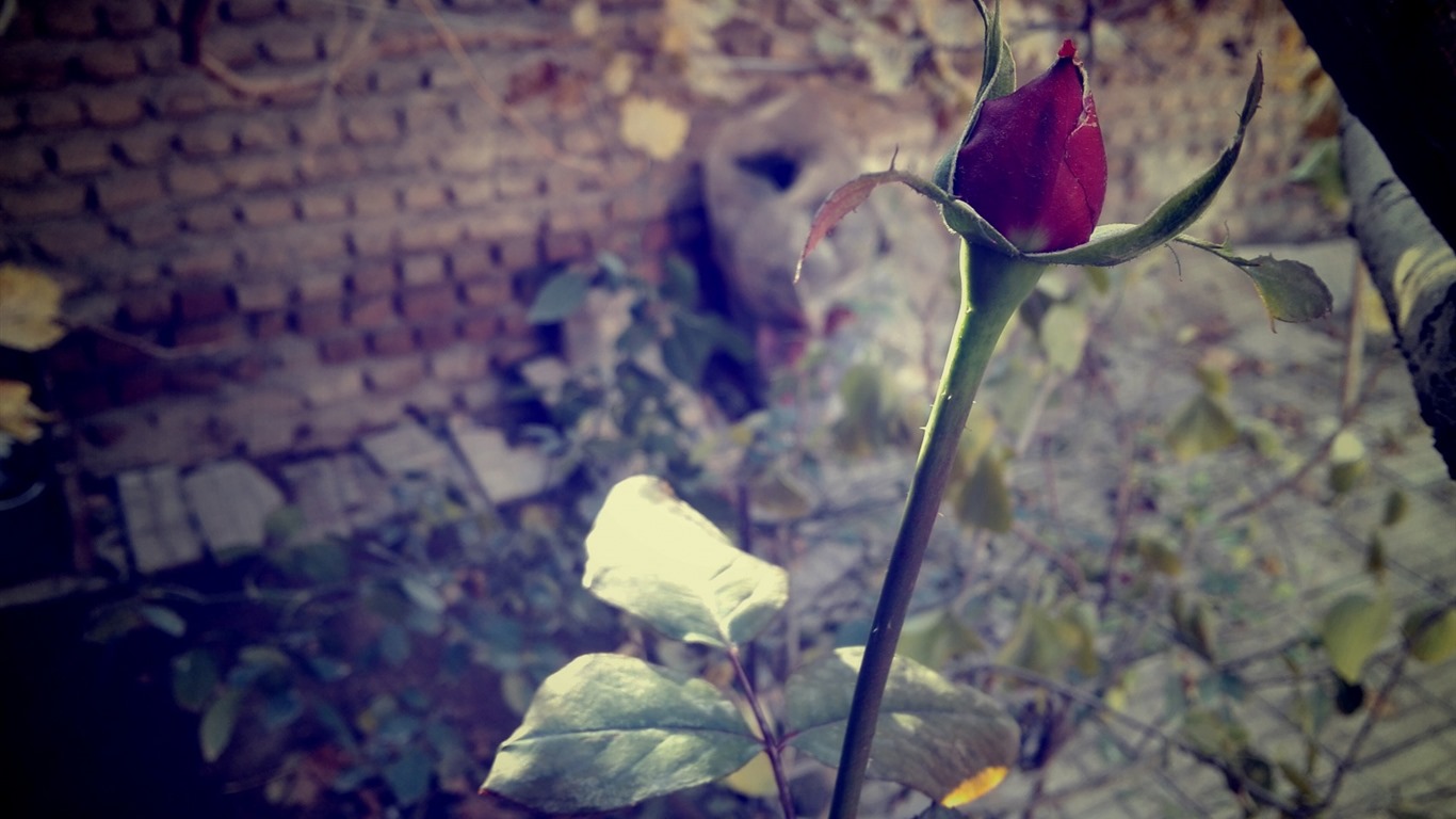 Belles fleurs fonds d'écran avec la rosée HD #16 - 1366x768