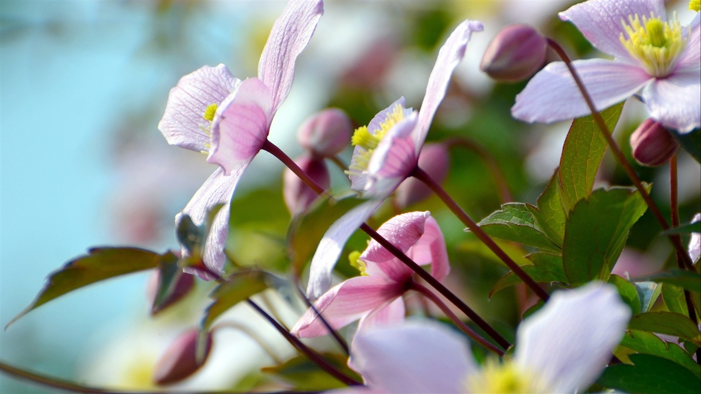 美丽的鲜花与露水 高清壁纸17 - 1366x768