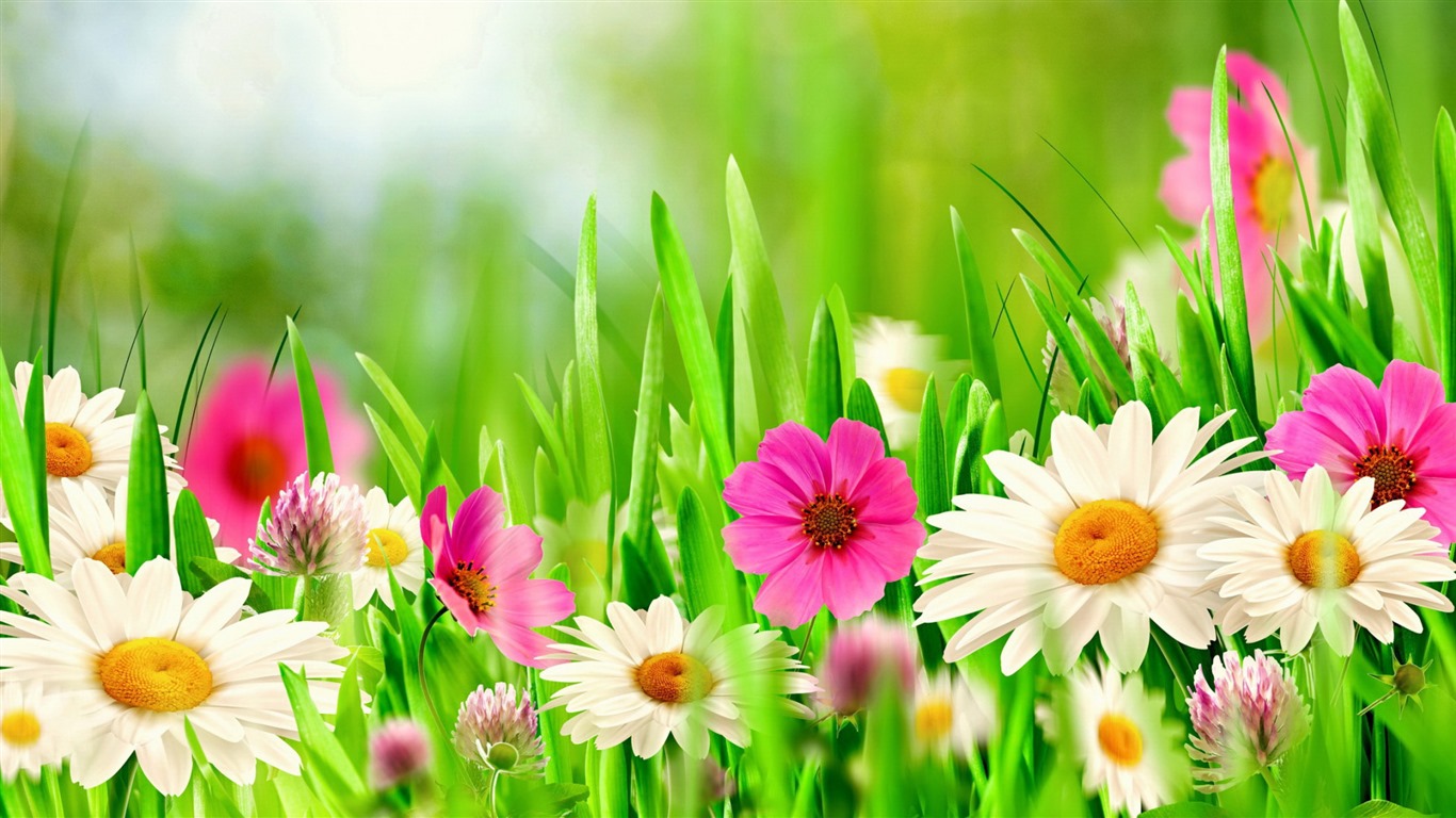 Krásné květy s rosy tapet HD #18 - 1366x768