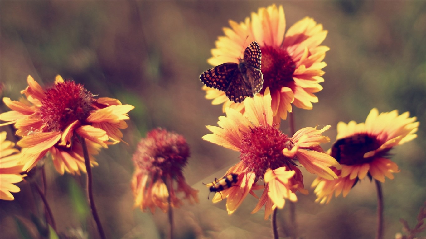 Belles fleurs fonds d'écran avec la rosée HD #19 - 1366x768