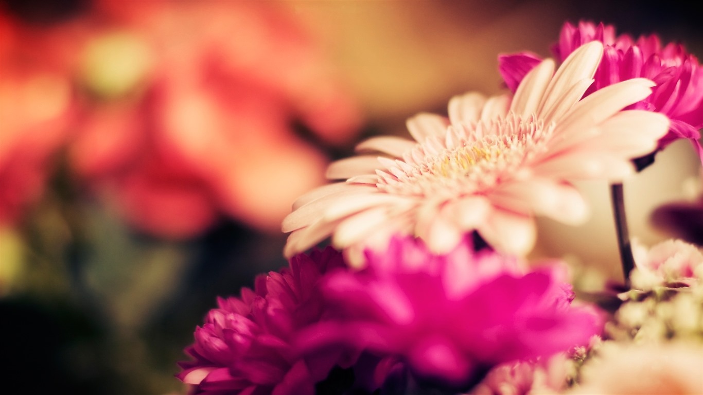 Belles fleurs fonds d'écran avec la rosée HD #20 - 1366x768