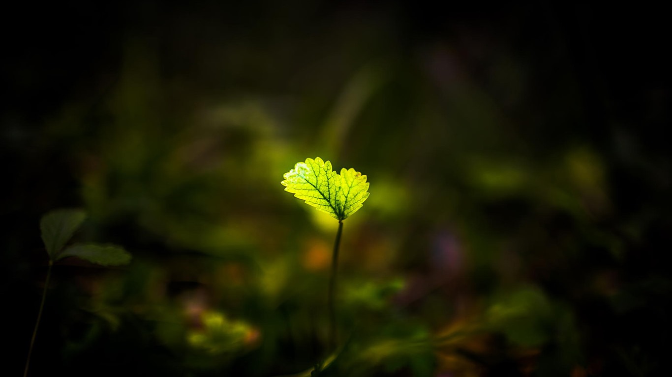 美丽的鲜花与露水 高清壁纸21 - 1366x768