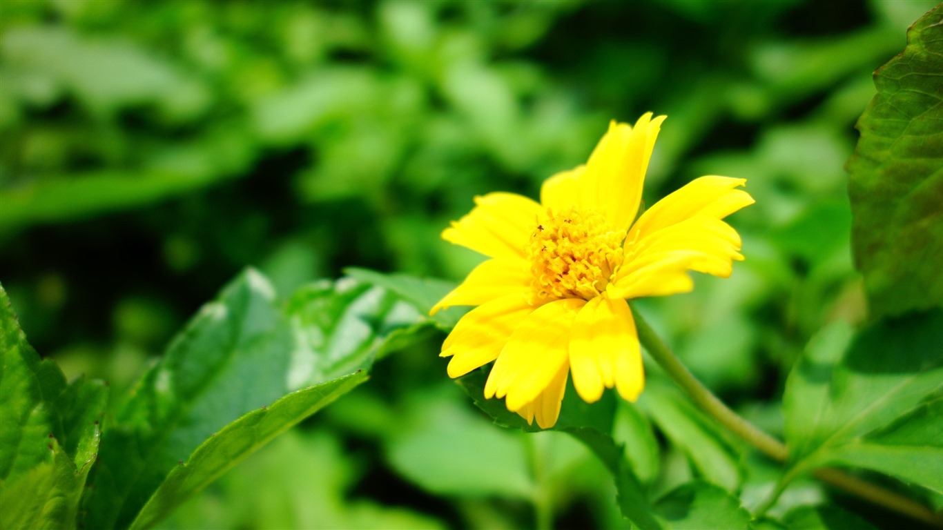 Belles fleurs fonds d'écran avec la rosée HD #23 - 1366x768