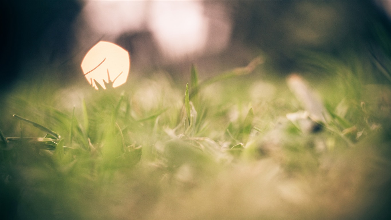 美麗的鮮花與露水 高清壁紙 #24 - 1366x768