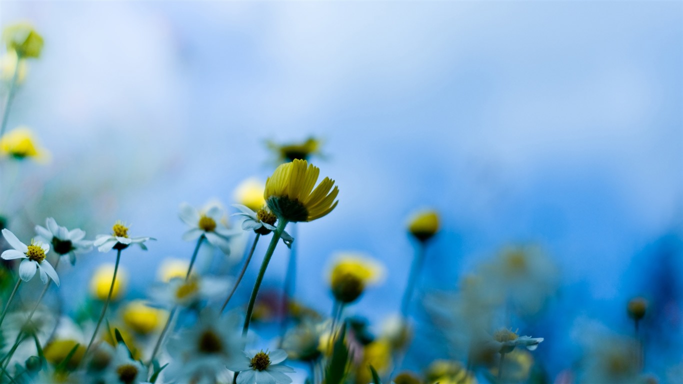 美麗的鮮花與露水 高清壁紙 #25 - 1366x768