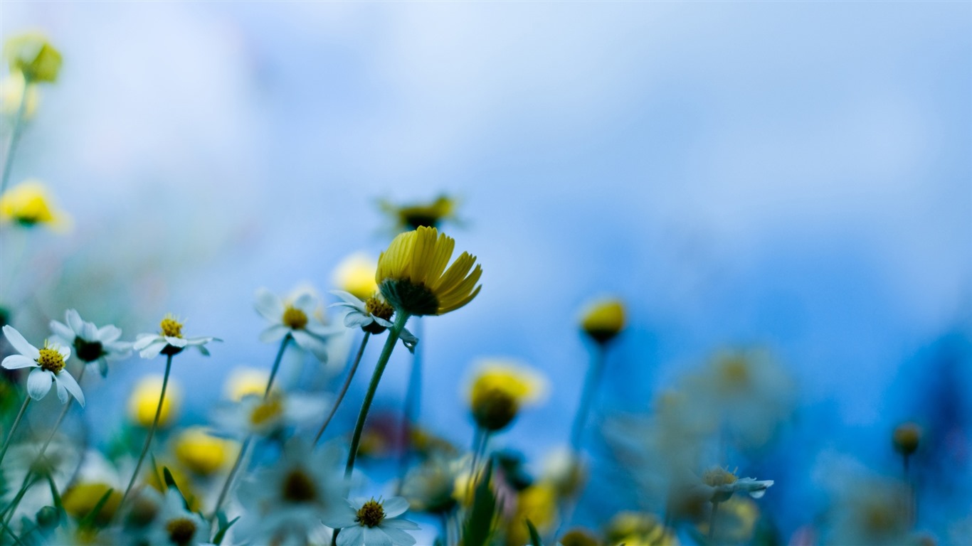 Belles fleurs fonds d'écran avec la rosée HD #25 - 1366x768